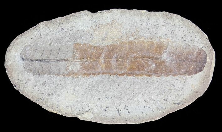 Pecopteris Fern Fossil (Pos/Neg) - Mazon Creek #70341